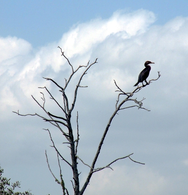 [Shadowy outline of a bird in a tree against a very blue sky with white puffy clouds in the background.]